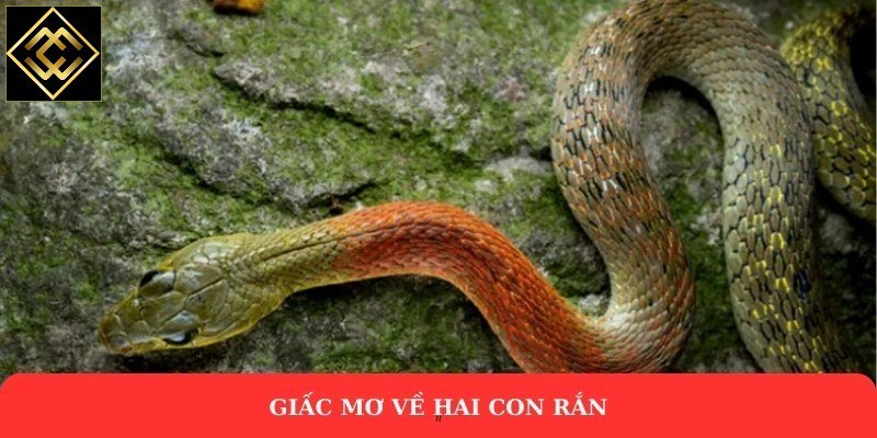 Giấc mơ về hai con rắn