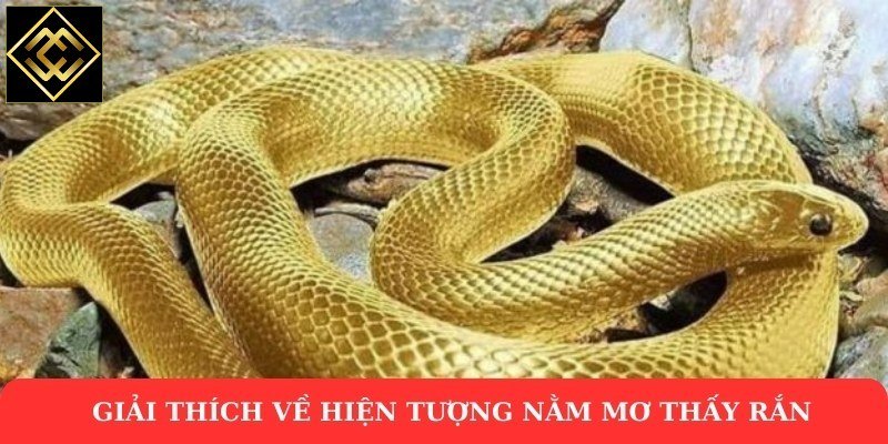 Giải thích về hiện tượng nằm mơ thấy rắn